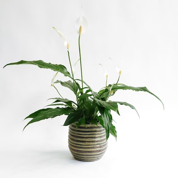 Image of the product Peace Lily